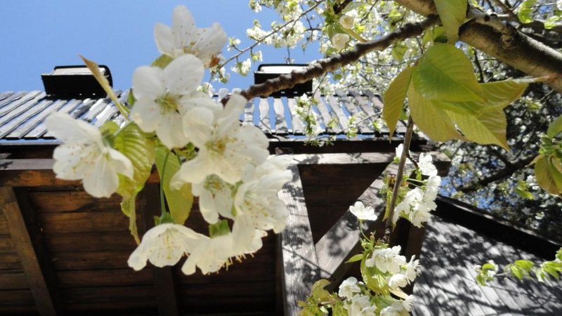 DSC00356 00.JPG - A cseresznyevirág.   Lesz ebből pálinka vagy nem?